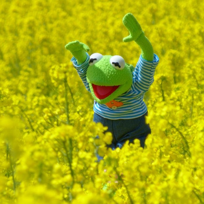 Hình ảnh chú ếch rối giơ tay giữa đồng hoa vàng