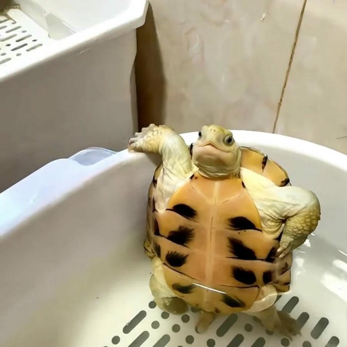 Hình avatar rùa đứng bằng hai chân trong chậu