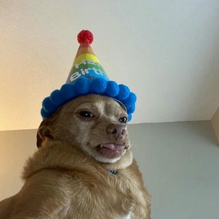 Hình chó sinh nhật đội mũ len xanh mặt hài hước