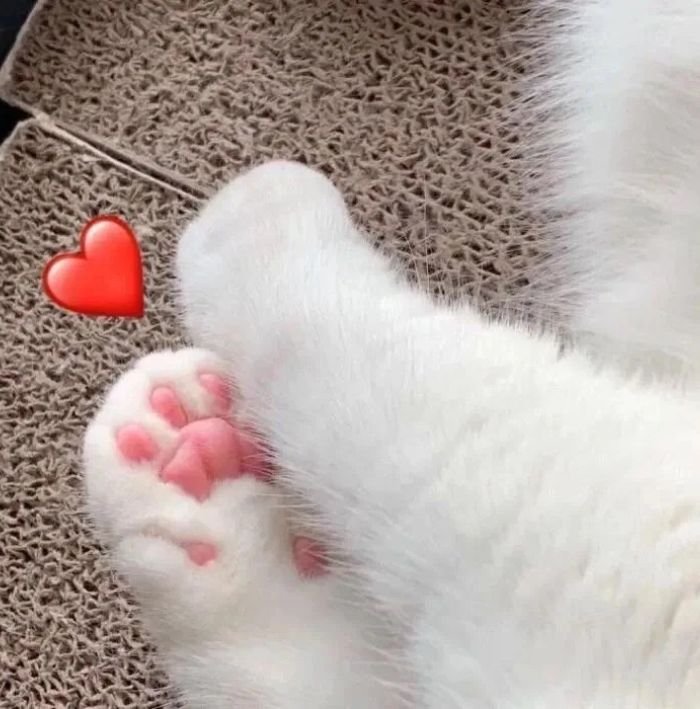 bé mèo dễ thương meme bắn tim