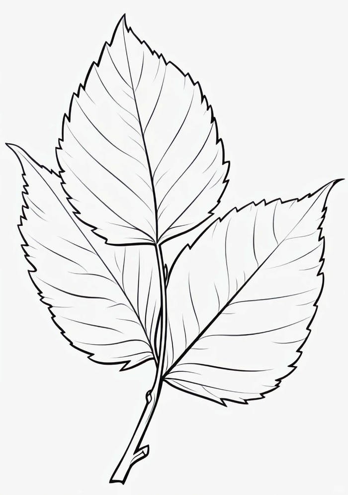 tranh nét liền đẹp tranh tô màu lá cây