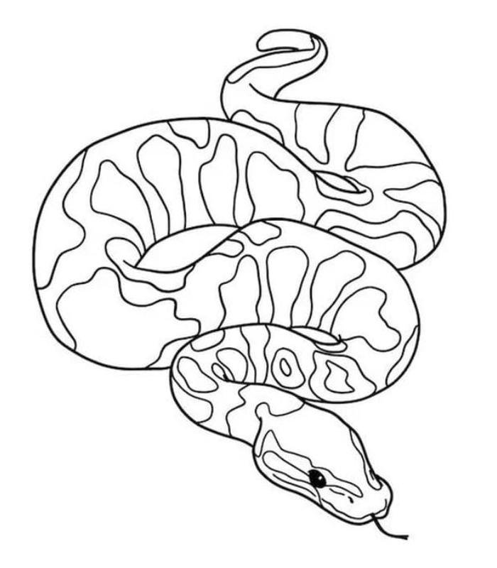 tranh tô màu con rắn hổ mang đơn giản
