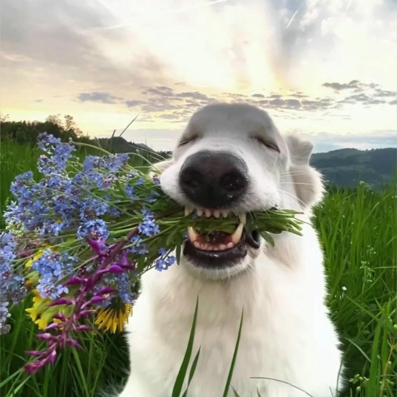 Avatar phong cảnh cute hình ảnh mềm mại tạo cảm giác