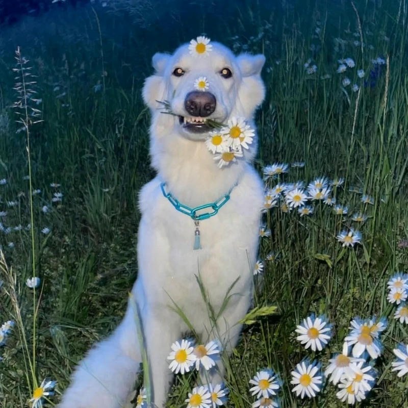 Avatar phong cảnh cute phong cách hoạt hình đáng yêu sinh